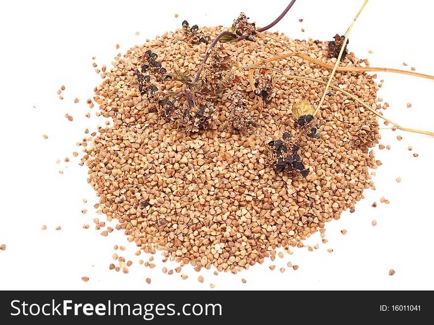 Buckwheat grain on white background