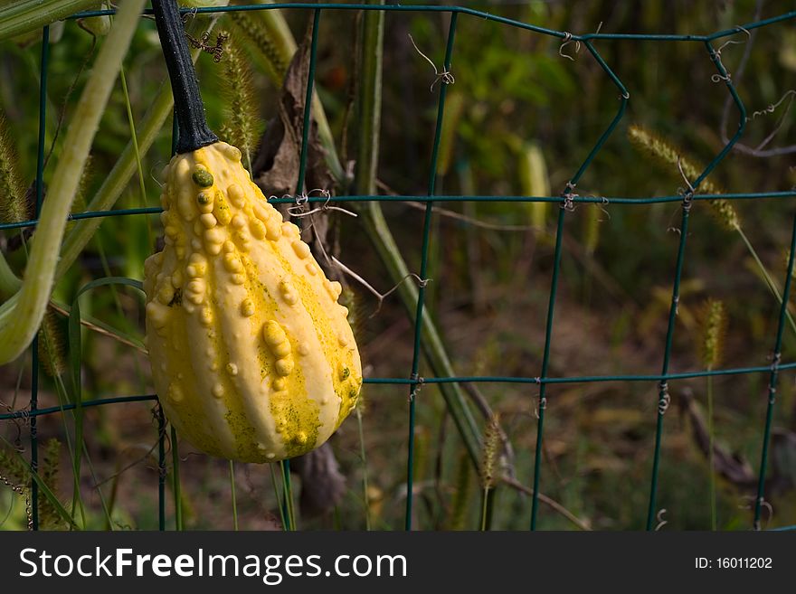 Yellow pumpkin or squash on a garden fence. Yellow pumpkin or squash on a garden fence