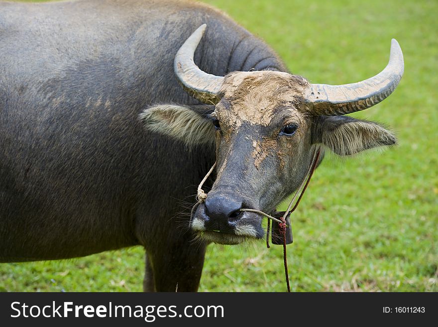 Portrait of a watterbuffalo with dirty head and small bell on a farm in thailand. Portrait of a watterbuffalo with dirty head and small bell on a farm in thailand