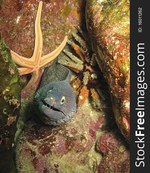 Moray Eel , starfish, and sea urchin in Baja Mexico
