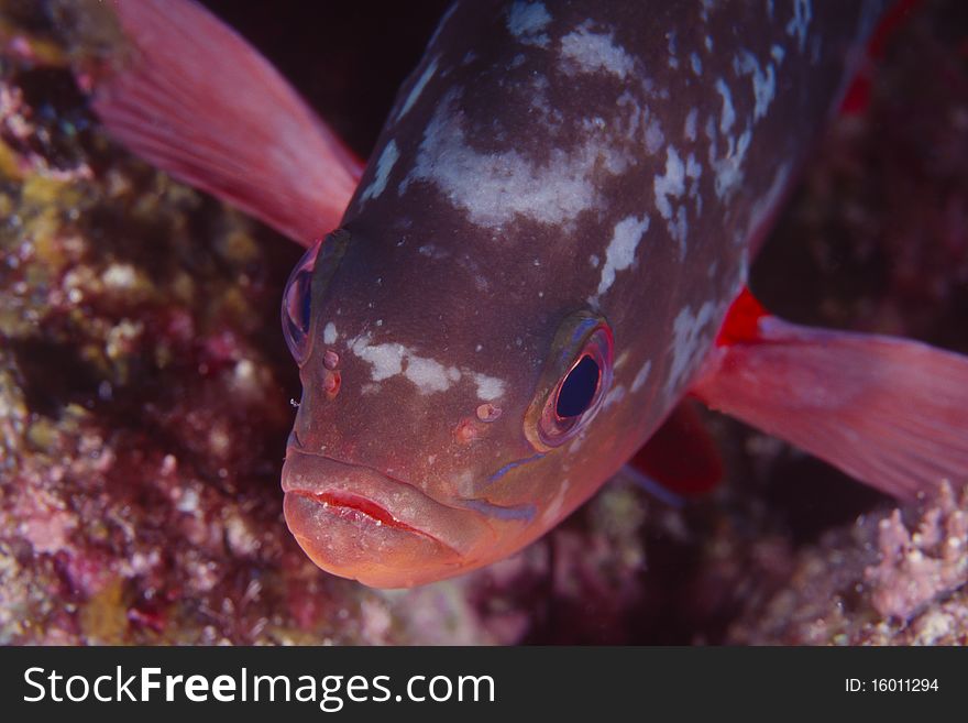 Pacific creolefish, Paranthias colonus, in the Sea of Cortez