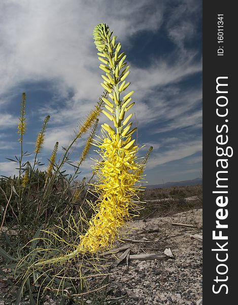 Prince S Plume, Stanleya Pinnata Death Valley