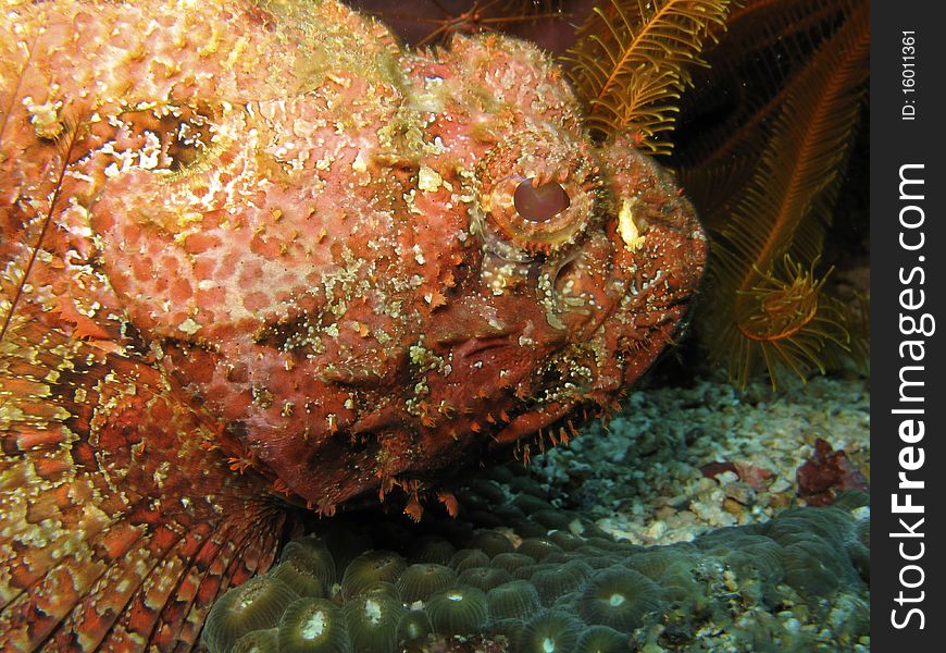 Venomous Stone Scorpionfish underwater in the Caribbean. Venomous Stone Scorpionfish underwater in the Caribbean