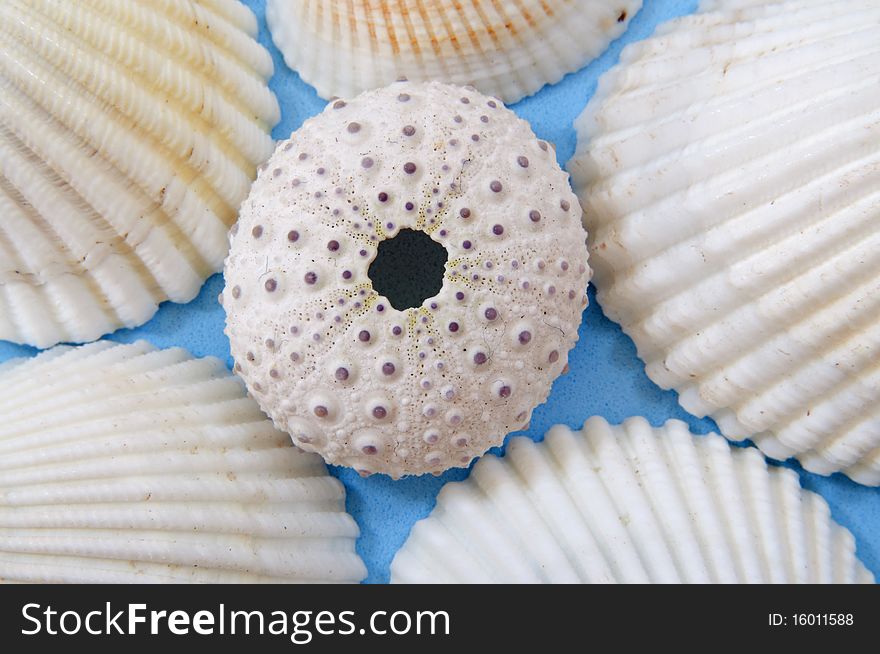 Variety of seashells centered on a blue background. Variety of seashells centered on a blue background