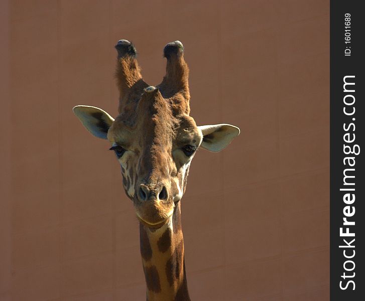 Giraffe Portrait