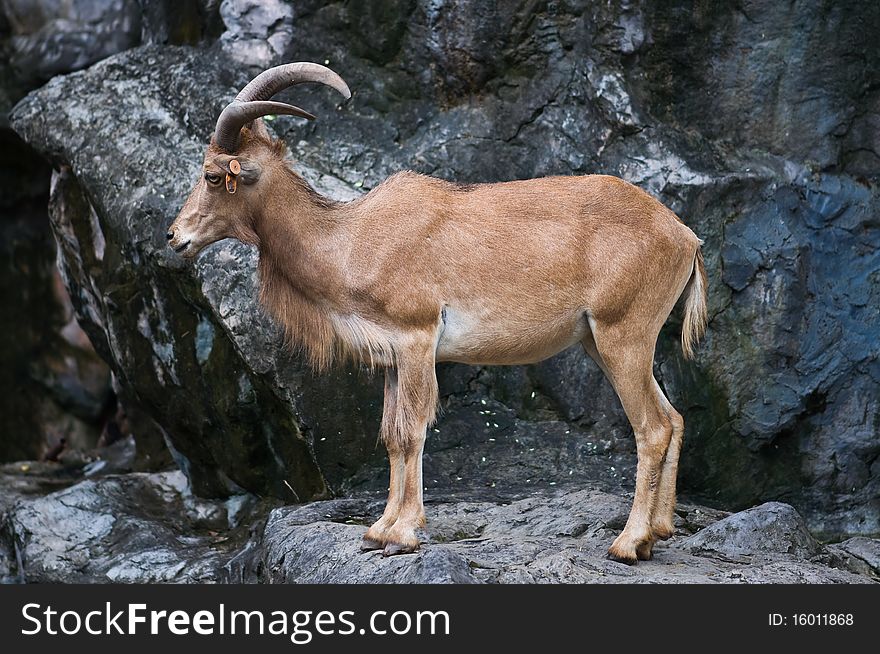 Brown mountain goat at zoo