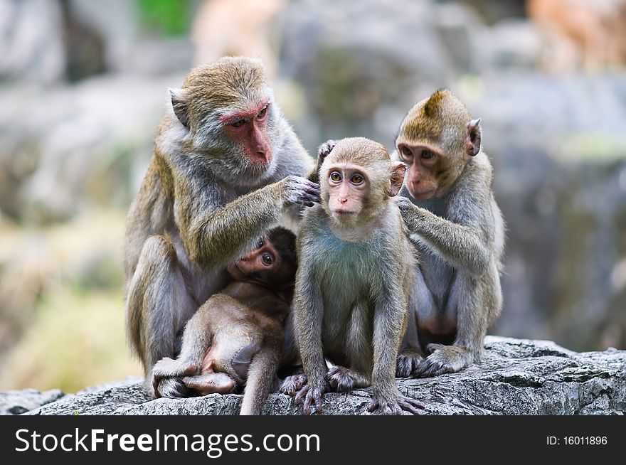 Family of monkeys in the zoo