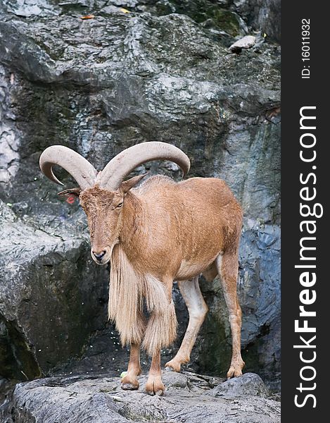 Brown mountain goat at zoo