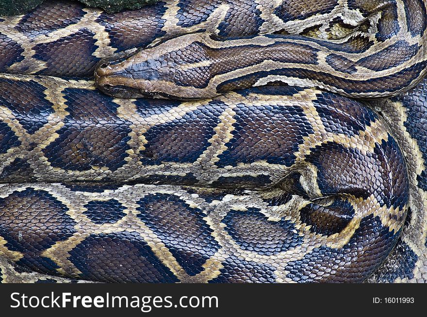 Beautiful Boa at the zoo