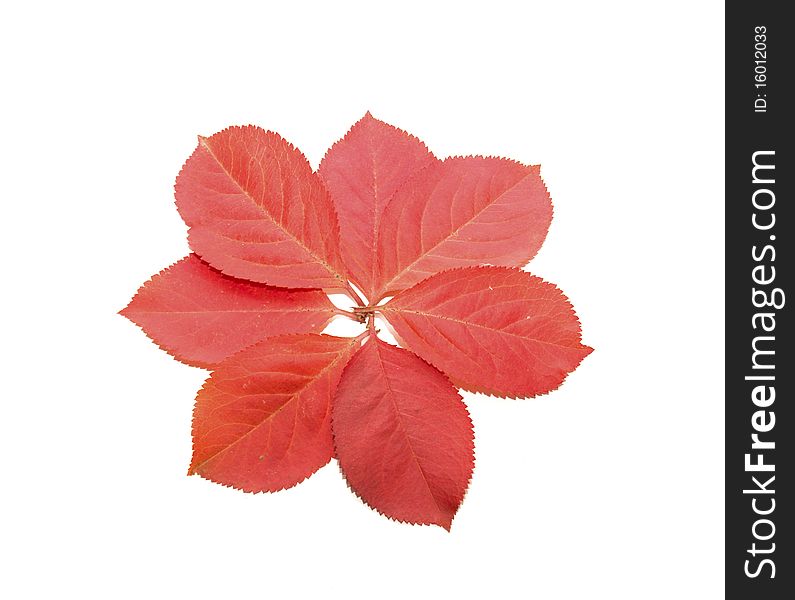 Flower of red autumn leaves isolated on white. Flower of red autumn leaves isolated on white