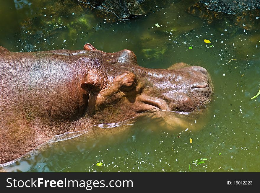 Hippopotamuses sleeping in water at zoo