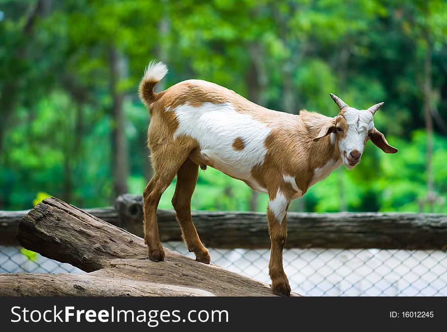 Beautiful young goat on wood