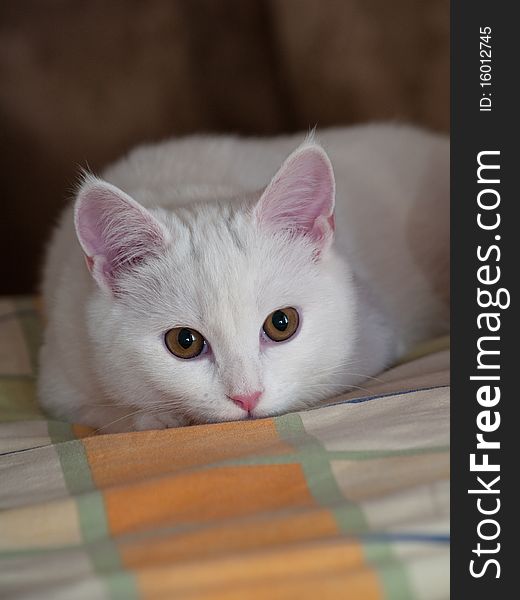 White 3 month kitten with pink ears lying on a bed linen. White 3 month kitten with pink ears lying on a bed linen