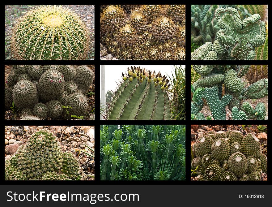 Cactus collage with multiple types of cactus plants