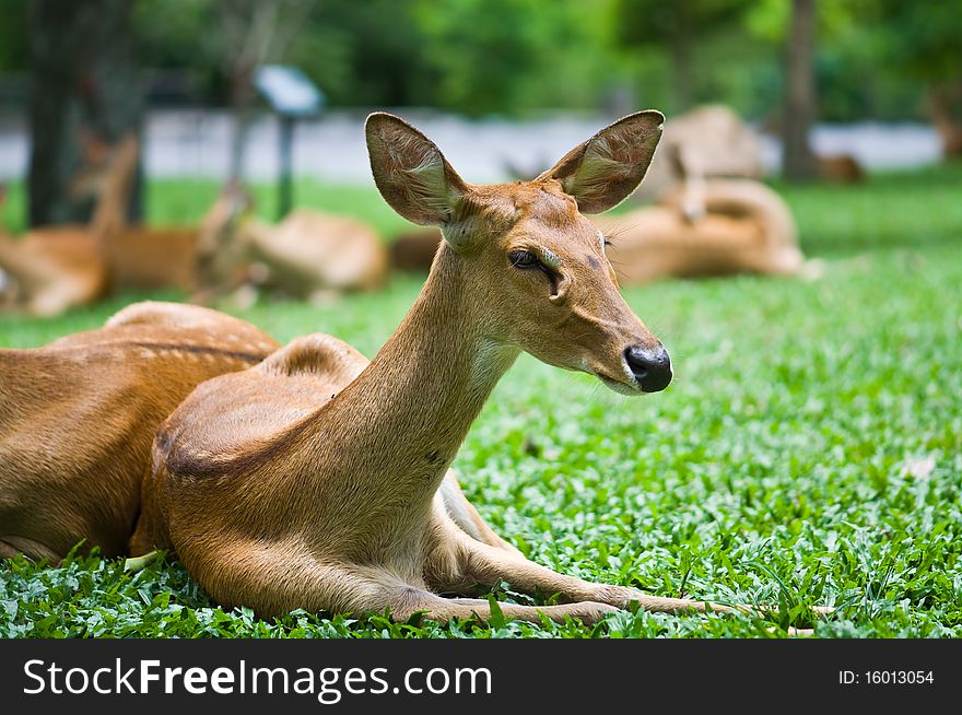 Deer resting on green grass