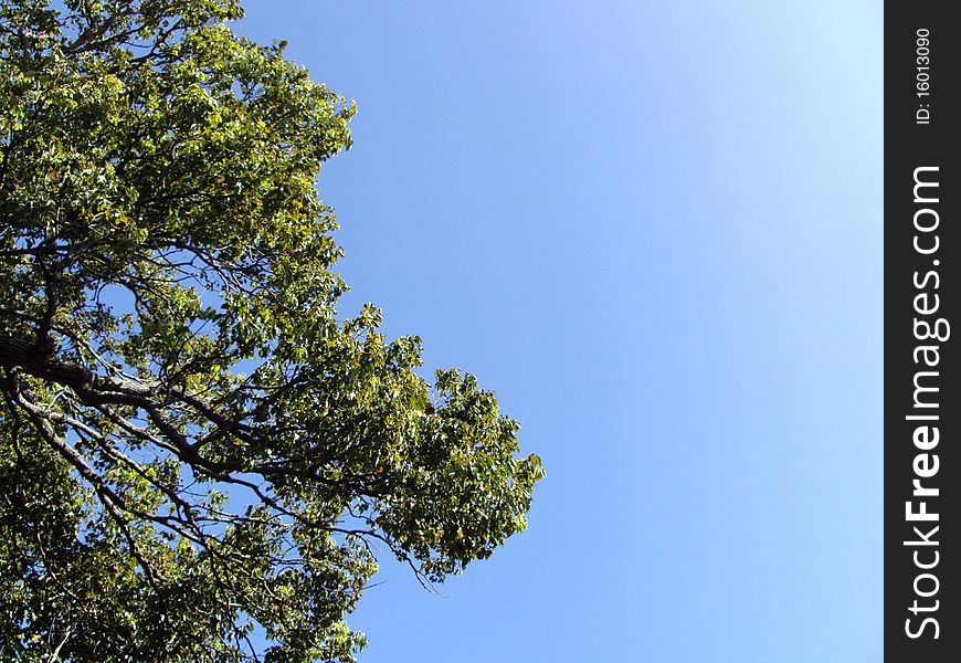 Tree branches under blue sky. Tree branches under blue sky