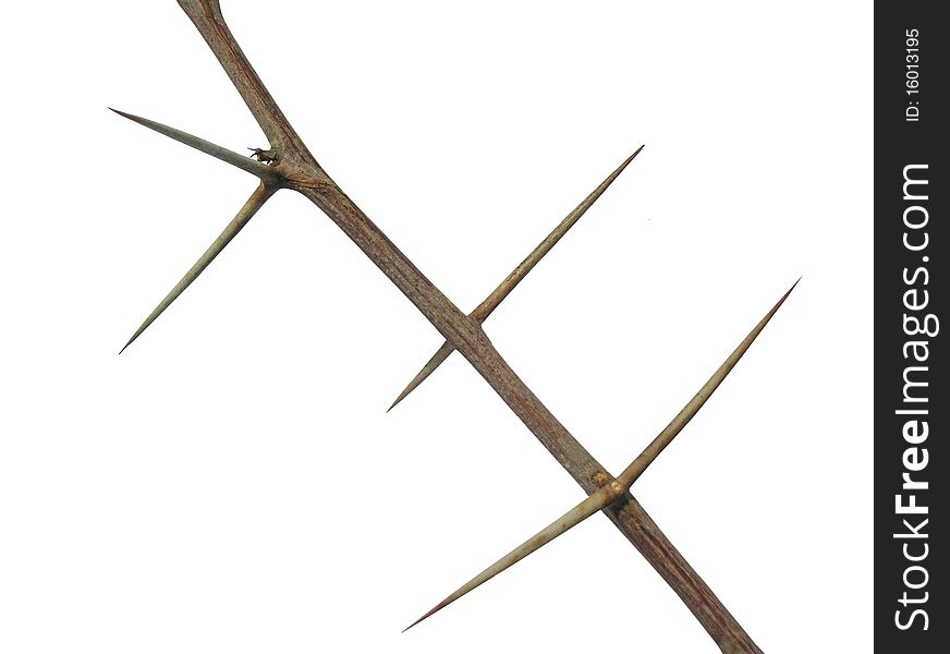 A close-up on branch with thorns