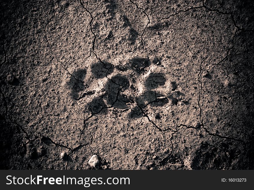 Animal footprint