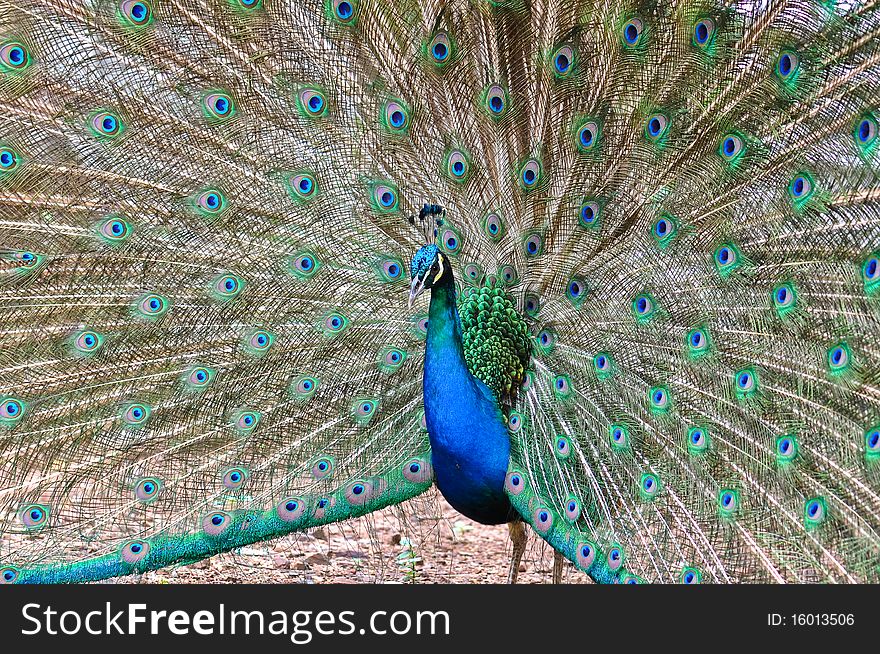 Beautiful spread of a peacock at the zoo