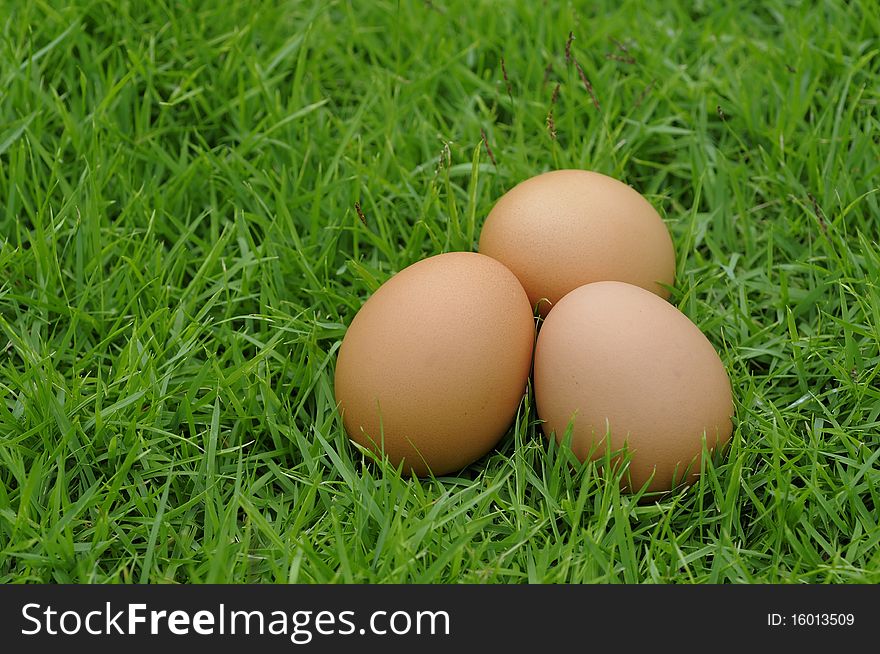 The Eggs in the grass