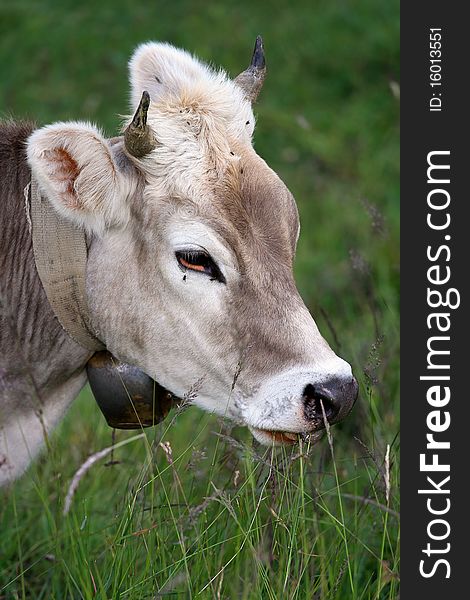 Milk cow in an Italian bent grass