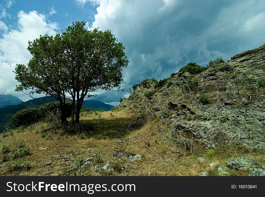 A lone tree on the mountainside, with heavy clouds