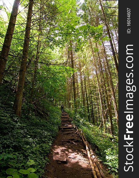 Ramblers walking on a trail with wooden stairs in the Black Forest