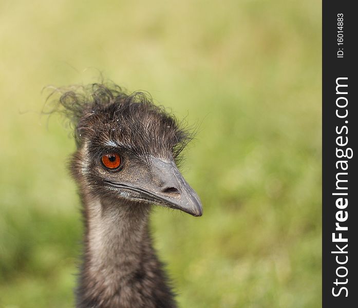 Ridiculous Australian bird with a surprising hairdress. Ridiculous Australian bird with a surprising hairdress