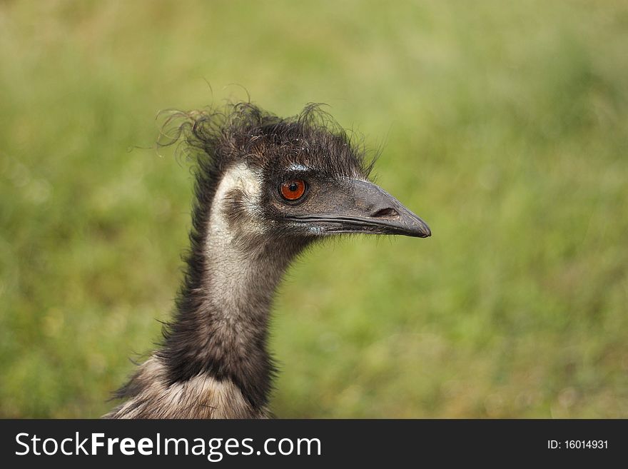 Ridiculous Australian bird with a surprising hairdress. Ridiculous Australian bird with a surprising hairdress
