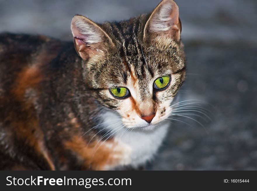 Little cat with big curious green eyes. Little cat with big curious green eyes