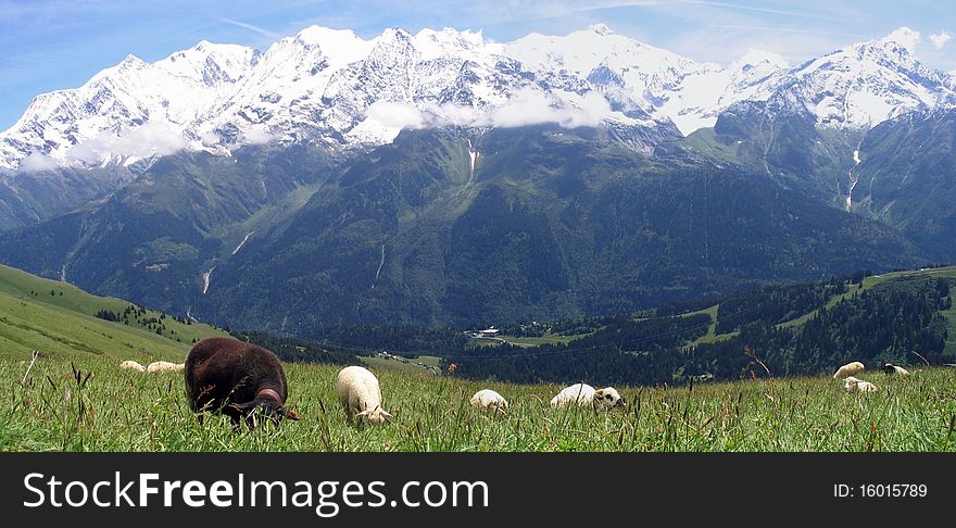 Sheeps In French Alpes Mountains