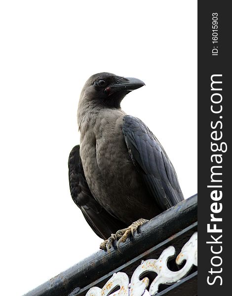 Jungle Crow (Corvus macrorhynchos)