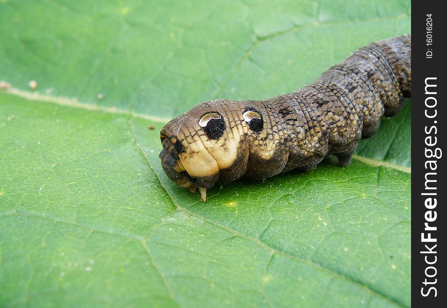 Macro detail of an big dark caterpillar in wild nature. Macro detail of an big dark caterpillar in wild nature