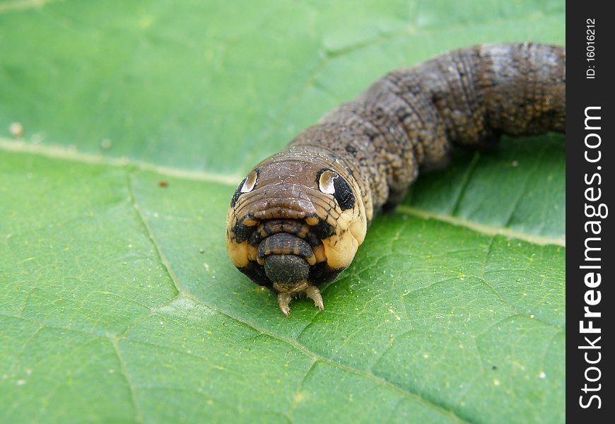 Macro detail of an big dark caterpillar in wild nature. Macro detail of an big dark caterpillar in wild nature