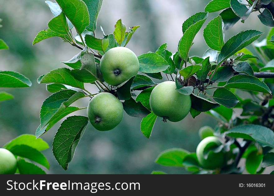 Three Green Apples On A Tree