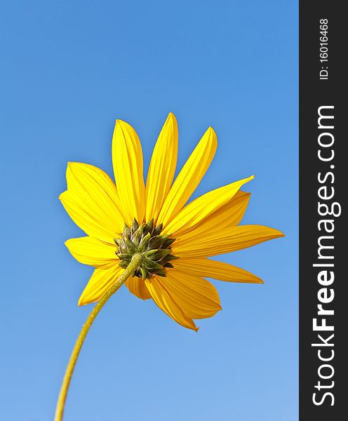 Back side of sunflowers and blue sky