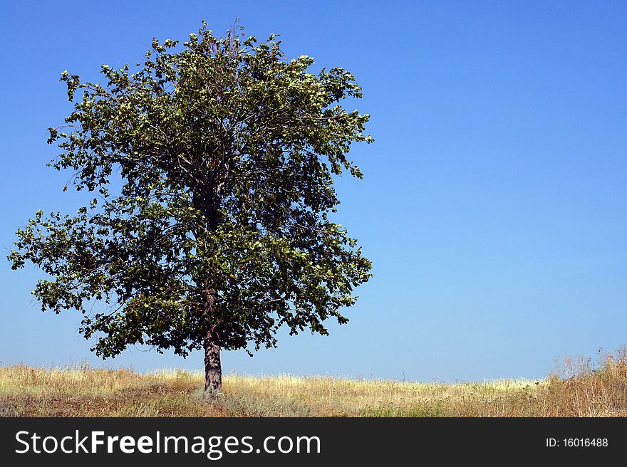 Landscape with a standing alone tree in steppe. Landscape with a standing alone tree in steppe