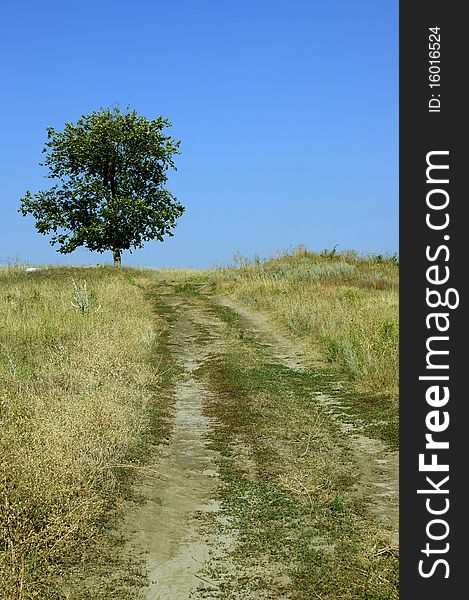 Tree In Steppe