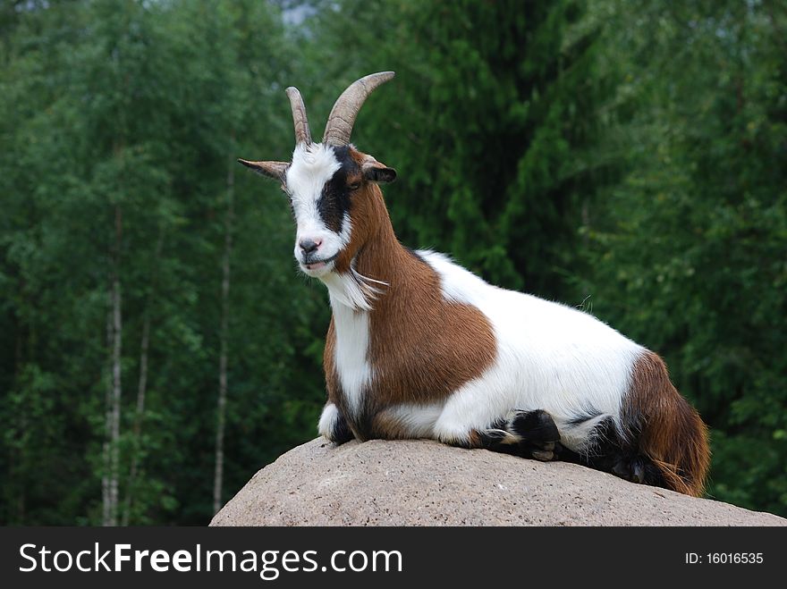 Goat lying on a rock
