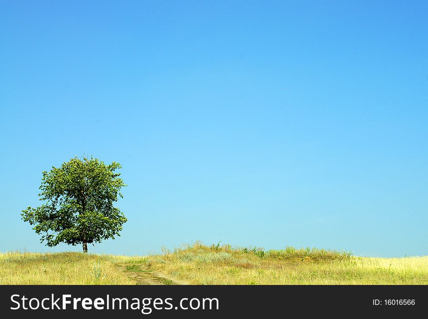 Landscape with a standing alone tree in steppe