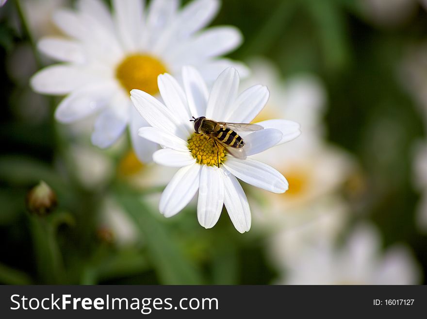 Bee on a white flower, gathering nectar. Bee on a white flower, gathering nectar.