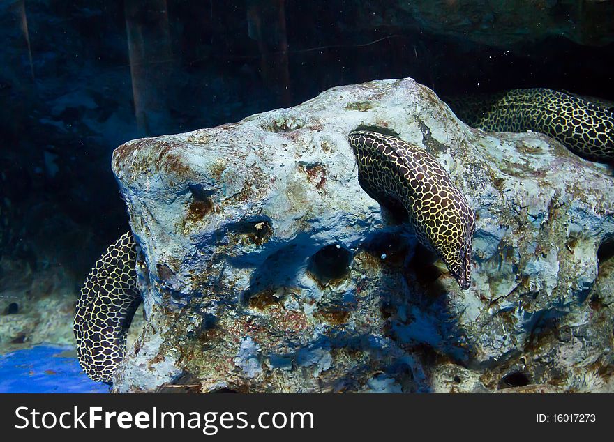 Moray-eel sleep in the stone. under waterworld pattaya thailand
