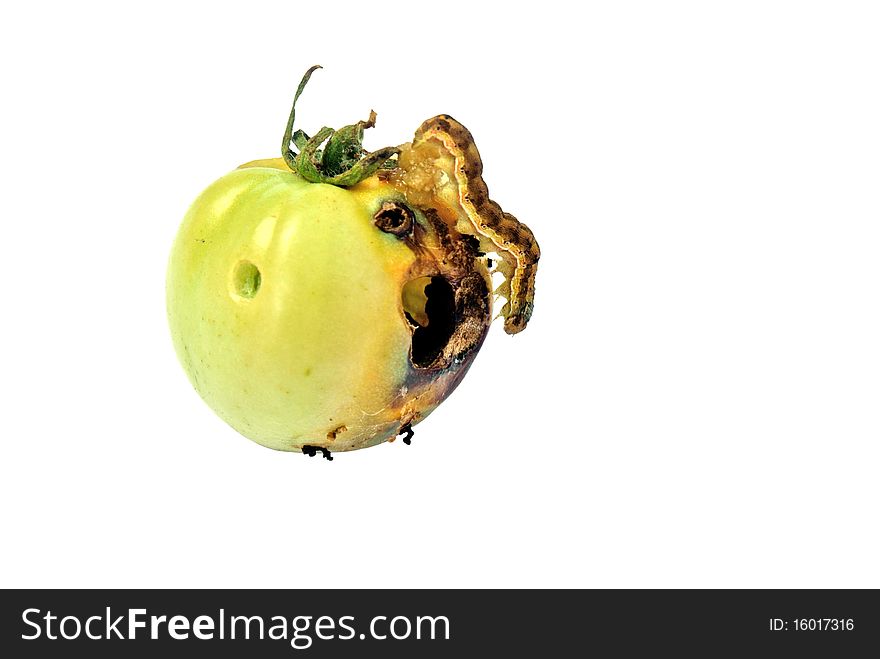 Fruit vermin-creeping caterpillar canker green tomato