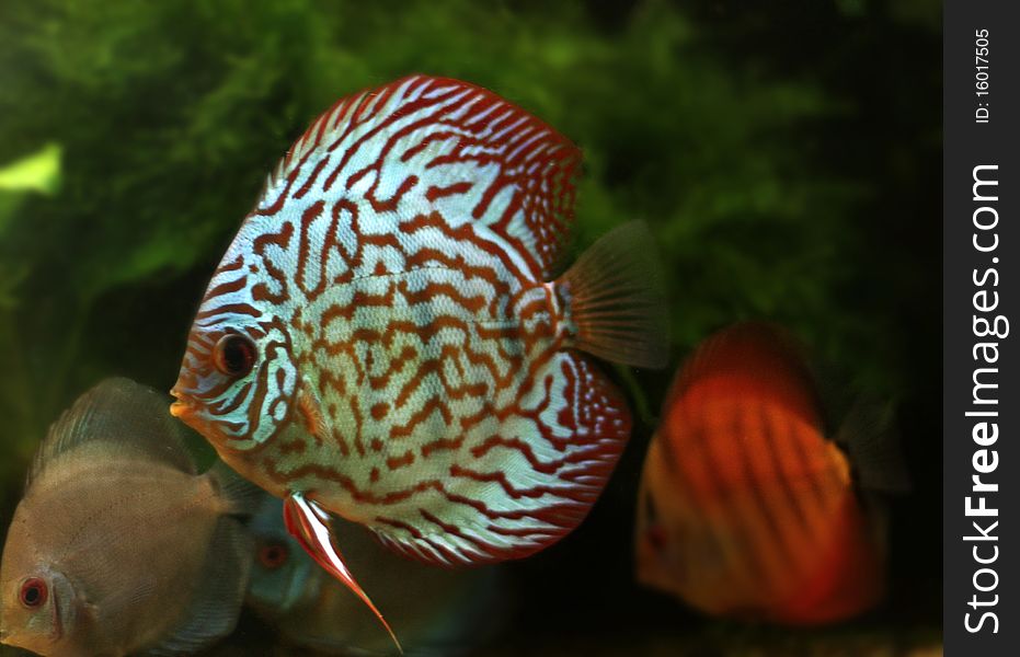 Stripped discus in the aquarium