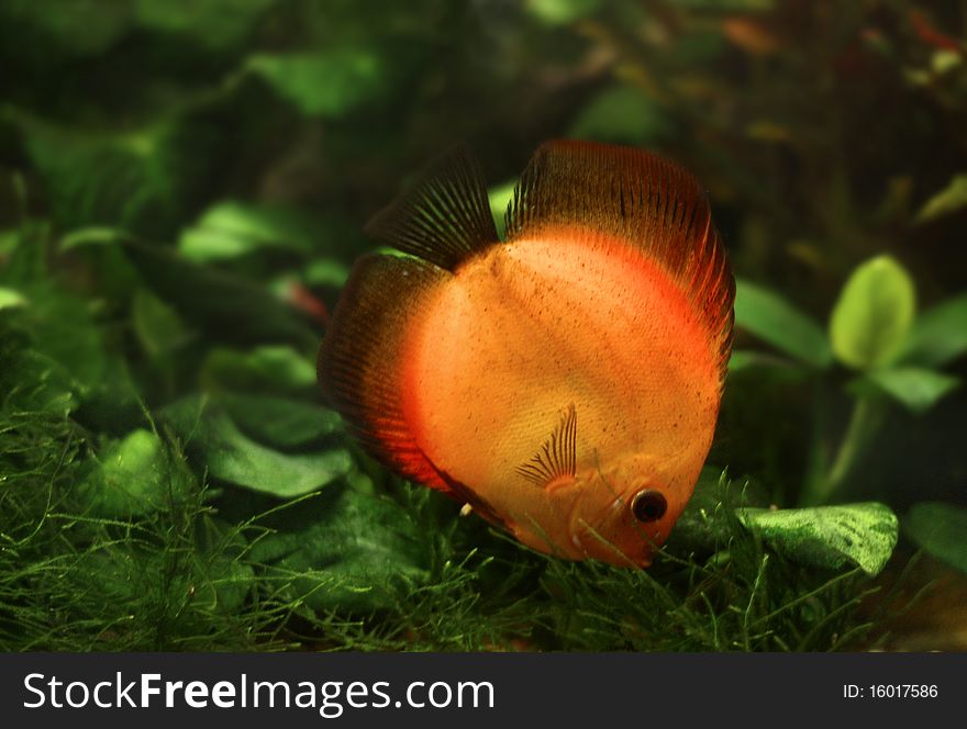 Yellow discus in the aquarium. Yellow discus in the aquarium