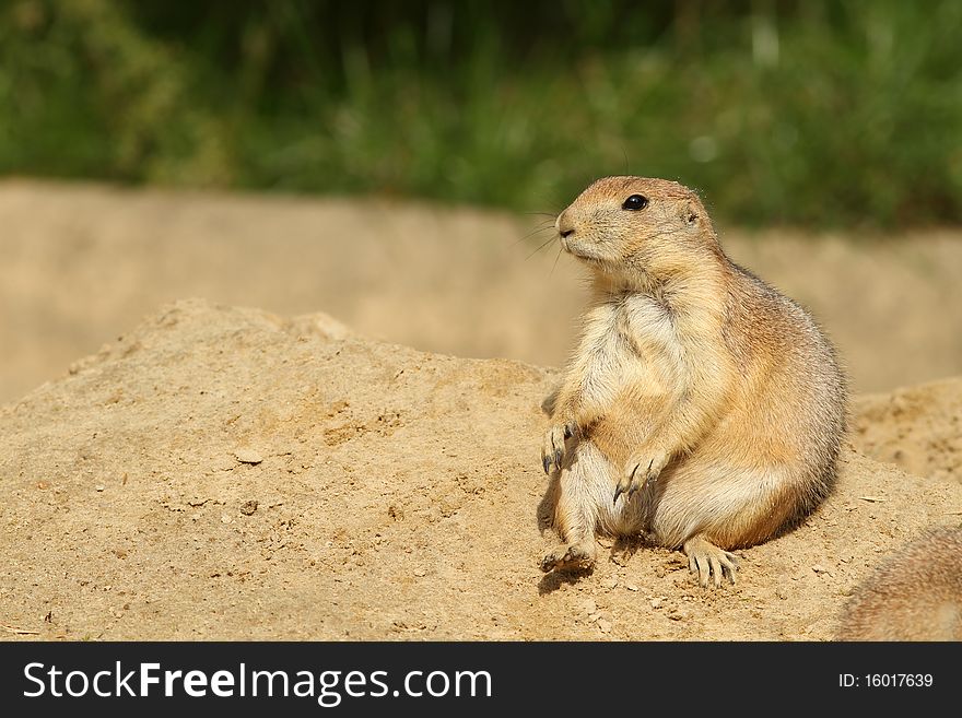 Animals: Cute little prairie dog sitting on a hill