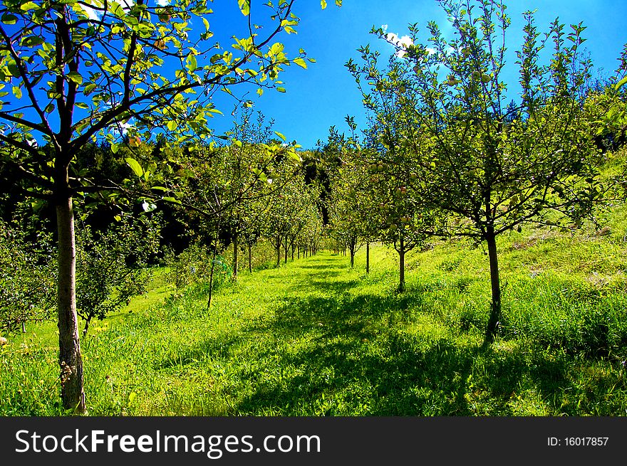 Apple trees and blue sky behind