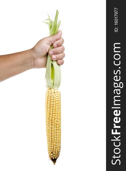 Hand is holding a corn isolated on a white background