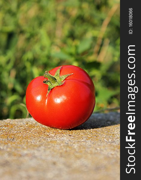 Fresh tomato on a green background