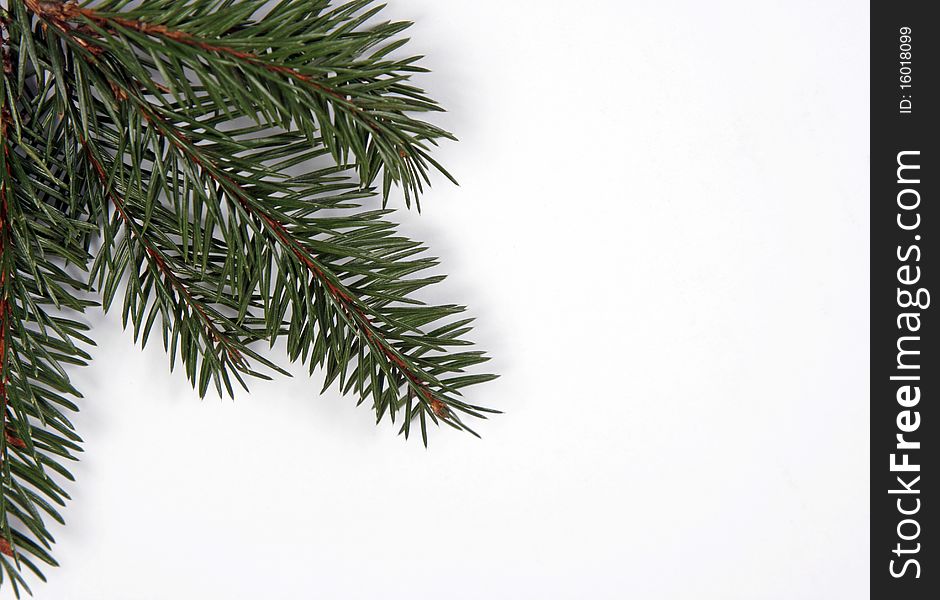 Composition from spruce twigs on the white background. Composition from spruce twigs on the white background